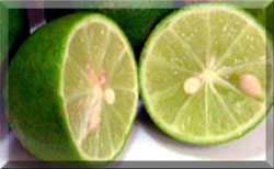 Limes